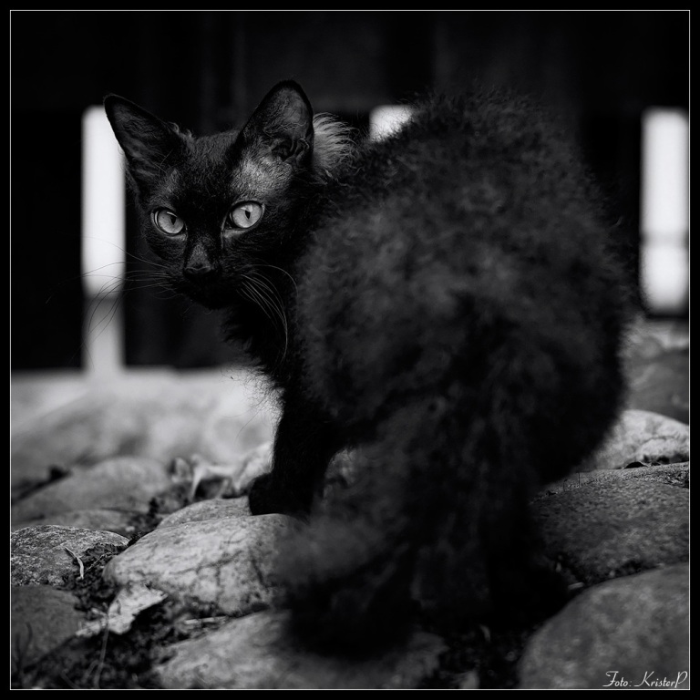 Black-cat,-square-crop